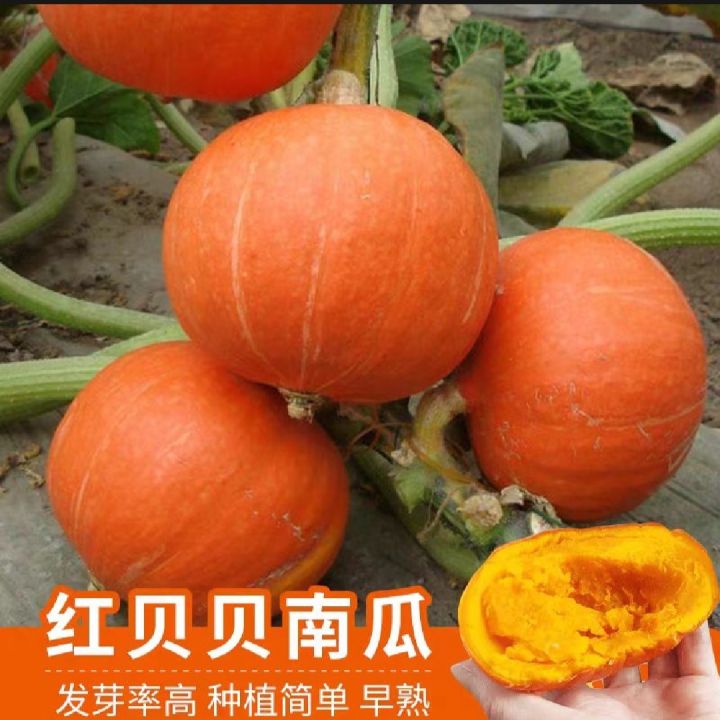 Organic%20Japanese%20Sweet%20Yellow%20Pumkin%2010+%20Seeds%20All%20Season%20-%20Image%206