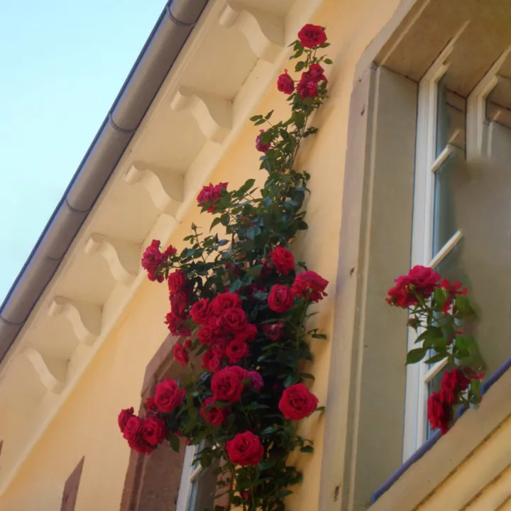 Rose%20Tree%20Perennial%20Roses%20Flower%20DIY%20Home%20Garden%20Potted%20Balcony%20&%20Yard%20Flower%20Plant%20&%20seeds%20beautiful%20bonsai%20potted%20plants-20pcs%20seeds%20-%20Image%203