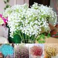 Gypsophila Flower Seeds (Seeds) - 100 Pcs Seeds.
