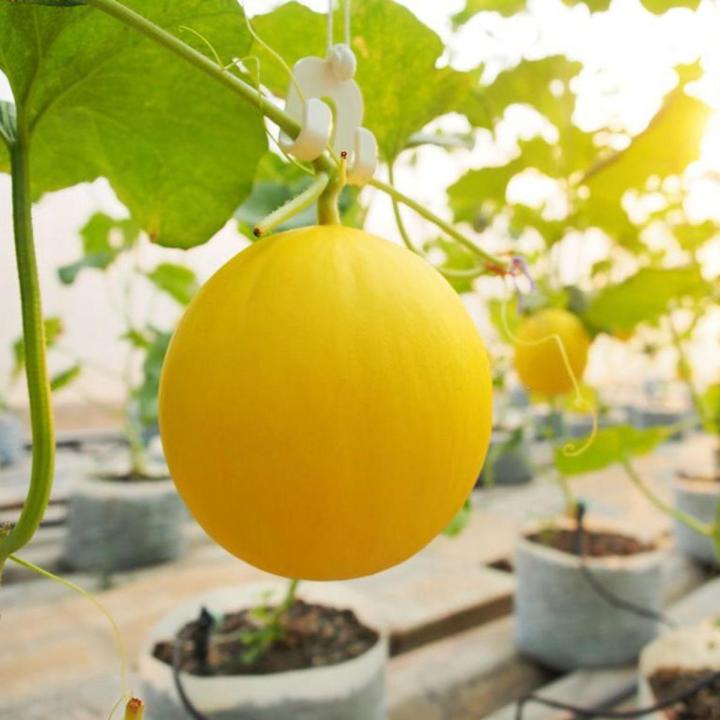 Sol Set Rockmelon Indispensable -