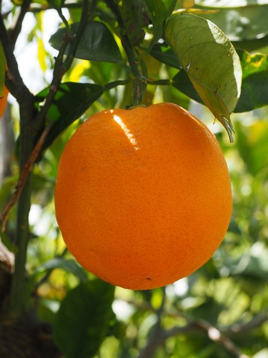 Creative%20Farmer%20Orange%20Tree%20Fruit%20Seeds%20For%20Terrace%20Garden%20Fruit%20Seeds%20Garden%20Pack%20-%2010Pcs%20-%20Image%204