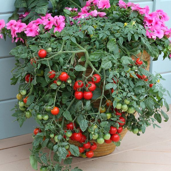 Cherry%20Tomato%20Red%20Color%20-%2020%20pcs%20Seed%20F1%20Hybrid%20-%20%E0%A6%9A%E0%A7%87%E0%A6%B0%E0%A6%BF%20%E0%A6%9F%E0%A6%AE%E0%A7%87%E0%A6%9F%E0%A7%8B%20%E0%A6%B2%E0%A6%BE%E0%A6%B2%20-%20Image%2010