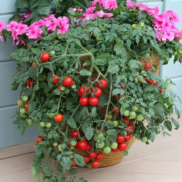 Cherry%20Tomato%20Red%20Color%20-%2020%20pcs%20Seed%20F1%20Hybrid%20-%20%E0%A6%9A%E0%A7%87%E0%A6%B0%E0%A6%BF%20%E0%A6%9F%E0%A6%AE%E0%A7%87%E0%A6%9F%E0%A7%8B%20%E0%A6%B2%E0%A6%BE%E0%A6%B2%20-%20Image%2010