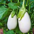 Natural White Eggplant Seeds - 10 Pcs Seeds Paket.