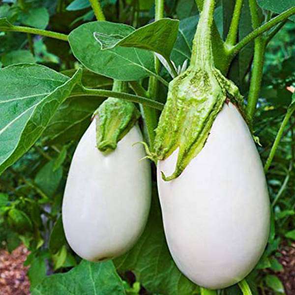Natural%20White%20Eggplant%20Seeds%20-%2010%20Pcs%20Seeds%20Paket%20-%20Image%204
