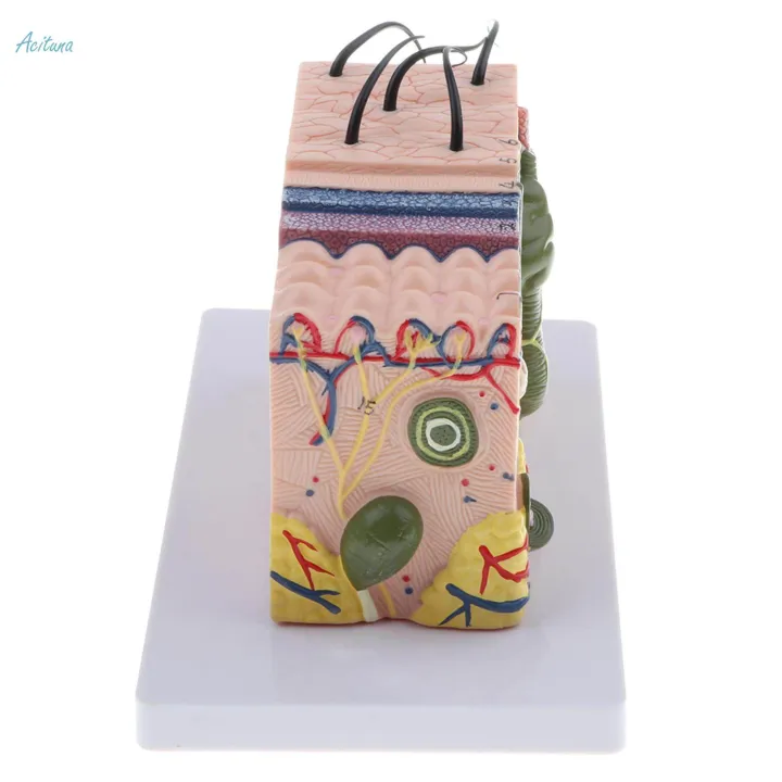 4x%2035X%20Magnified%203D%20Human%20Skin%20Texture%20Model%20for%20Anatomy%20And%20-%20Image%209