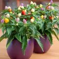 All Season Color Ornamental Chili Seeds - 30+ Pcs Seeds.