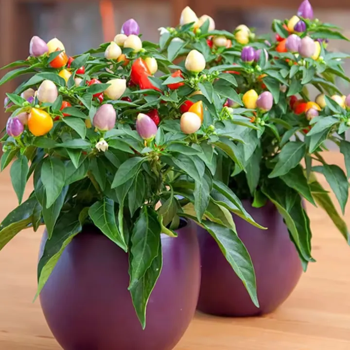 All%20Season%20Color%20Ornamental%20Chili%20Seeds%20-%2030+%20Pcs%20Seeds%20-%20Image%203