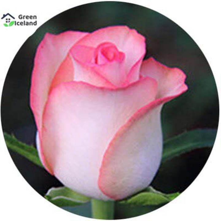All Season Roses Flower Seeds (গোলাপ ফুল বীজ)- 20 Pcs Seeds