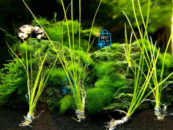 Vallisneria%20Nana%20Aquarium%20Live%20Plant%20Narrowleaf%20Vallisneria%20Water%20Plant%20for%20Aquarium,%20Fish%20tank,%20Guppy%20Tank%20Or%20Pound%20(2%20Pich)%20(not%20cup%20just%20stem)%20It's%20need%20soil%20-%20Image%202