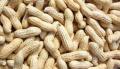 Kacha Cheena Badam/ Peanut Raw Premium 500gm. 