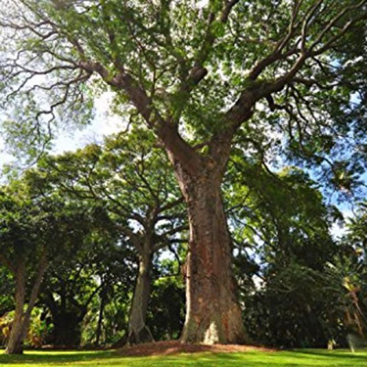 Chambul Tree Seeds (চামবুল গাছের বিজ (ডেউয়া)) -২০ পিস