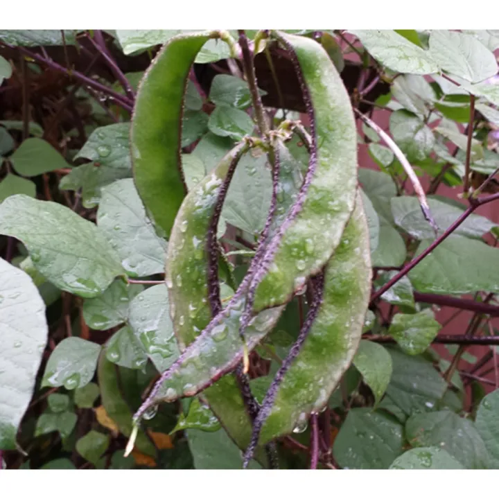 Hamshira bilan jinsiy aloqa onlayn video Tushlik orniga guruh jinsiy aloqa