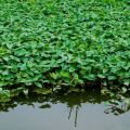Hybrid Organic Kangkong Water Spinach Seeds (কলমী শাক বীজ) - 50 Pcs Seeds.