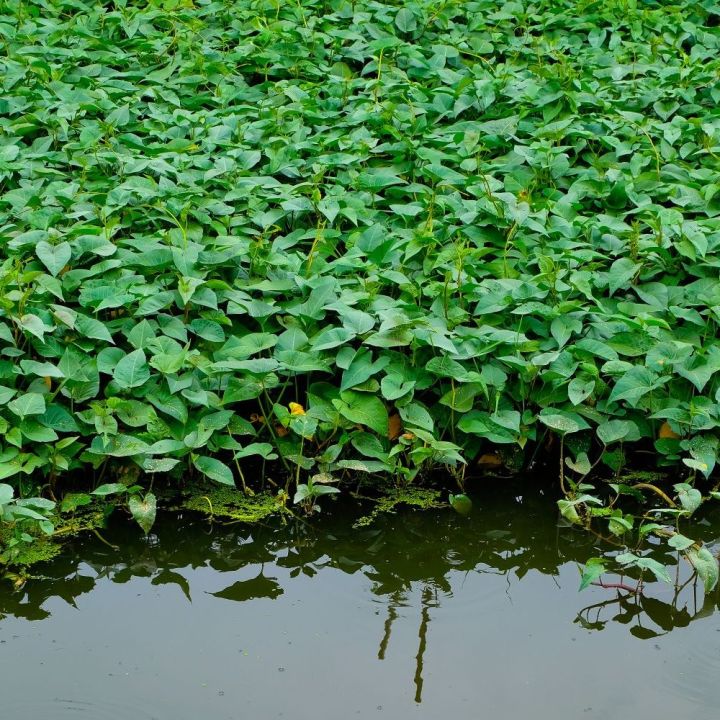 Hybrid%20Organic%20Kangkong%20Water%20Spinach%20Seeds%20(%E0%A6%95%E0%A6%B2%E0%A6%AE%E0%A7%80%20%E0%A6%B6%E0%A6%BE%E0%A6%95%20%E0%A6%AC%E0%A7%80%E0%A6%9C)%20-%2050%20Pcs%20Seeds%20-%20Image%202