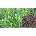 1 kg Nepiar Grass Seeds Napier grass. 
