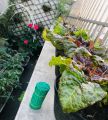 Plant Ties for Climbing Plants 50 Pcs 6 inchi. 