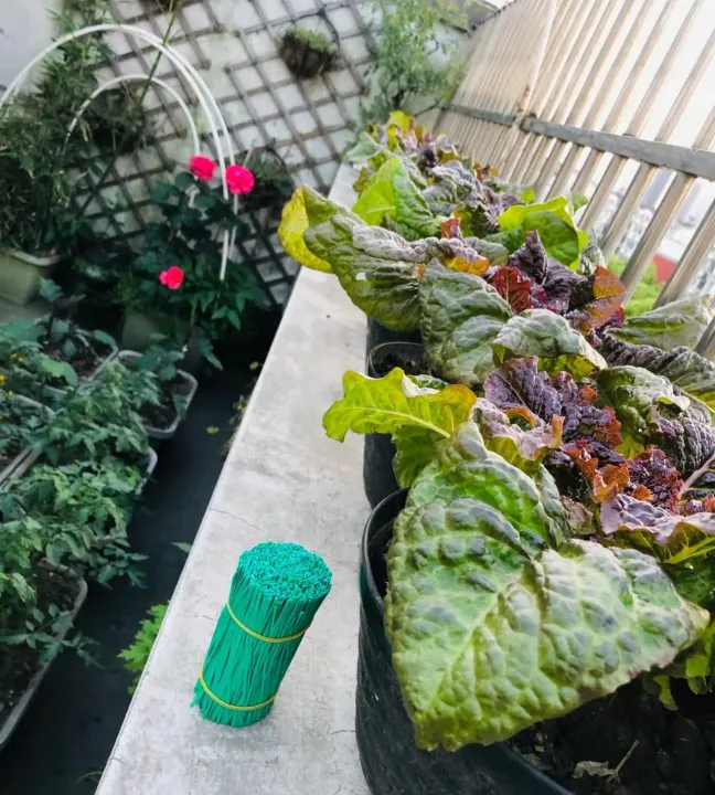 Plant%20Ties%20for%20Climbing%20Plants%2050%20Pcs%206%20inchi%20-%20Image%207