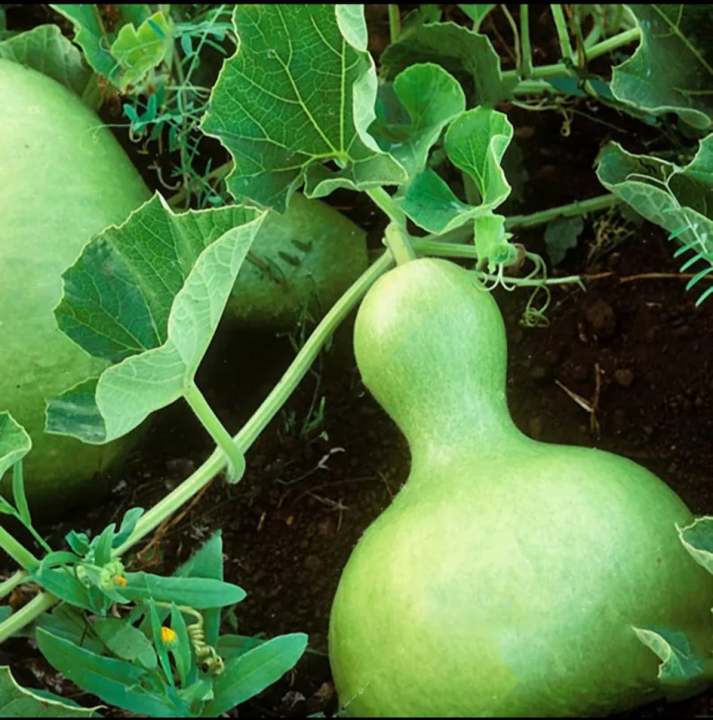 Beautiful%20Decorative%20Healthy%20Bottle%20Gourd%20Vegetable%20Seeds-%2010%20Pieces%20-%20Image%205