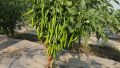 All season HybridF1 Bijli morich  30 pice seeds. 