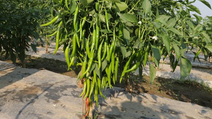 All%20season%20HybridF1%20Bijli%20morich%20%2030%20pice%20seeds%20-%20Image%203