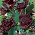 Hybrid Black Ruby Roses Flower SeedS- 25 Pcs Seeds. 
