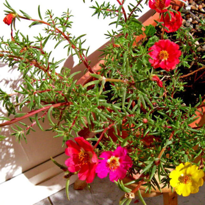 Portulika/Tayra%20Flower%20Seeds%2015%20seed%20-%20Image%203