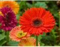জারবেরা Beautiful Gerbera Daisy Flower Seeds - 10 + Pcs Seeds.