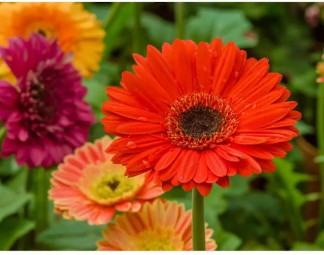 %E0%A6%9C%E0%A6%BE%E0%A6%B0%E0%A6%AC%E0%A7%87%E0%A6%B0%E0%A6%BE%20Beautiful%20Gerbera%20Daisy%20Flower%20Seeds%20-%2010%20+%20Pcs%20Seeds%20-%20Image%207
