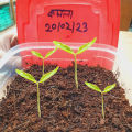 F1 Hybrid Mandarin Orange Seed - 15 Seeds Intact Packet (Imported from Thailand). 