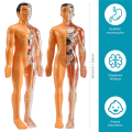 3D Human Body Anatomy Model Plastic DIY Skeleton Science Aids Toys. 
