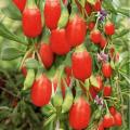 200 Pcs/Bag Goji Berry Plants (Wolfberry ). 