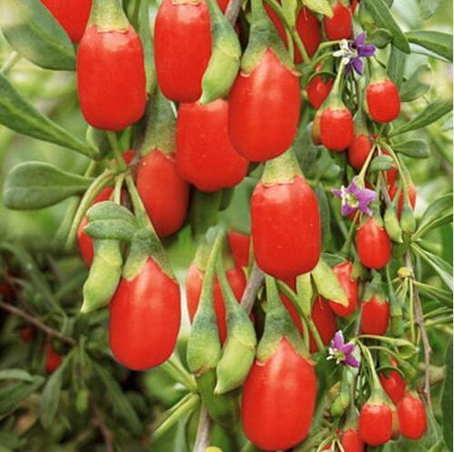 200%20Pcs/Bag%20Goji%20Berry%20Plants%20(Wolfberry%20)%20-%20Image%202