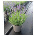 Lavender Flower/ ল্যাভেন্ডার Seeds/বীজ- ২০ পিস. 
