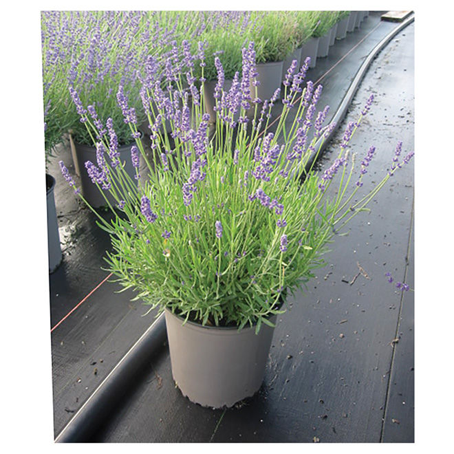 Lavender%20Flower/%20%E0%A6%B2%E0%A7%8D%E0%A6%AF%E0%A6%BE%E0%A6%AD%E0%A7%87%E0%A6%A8%E0%A7%8D%E0%A6%A1%E0%A6%BE%E0%A6%B0%20Seeds/%E0%A6%AC%E0%A7%80%E0%A6%9C-%20%E0%A7%A8%E0%A7%A6%20%E0%A6%AA%E0%A6%BF%E0%A6%B8%20-%20Image%203