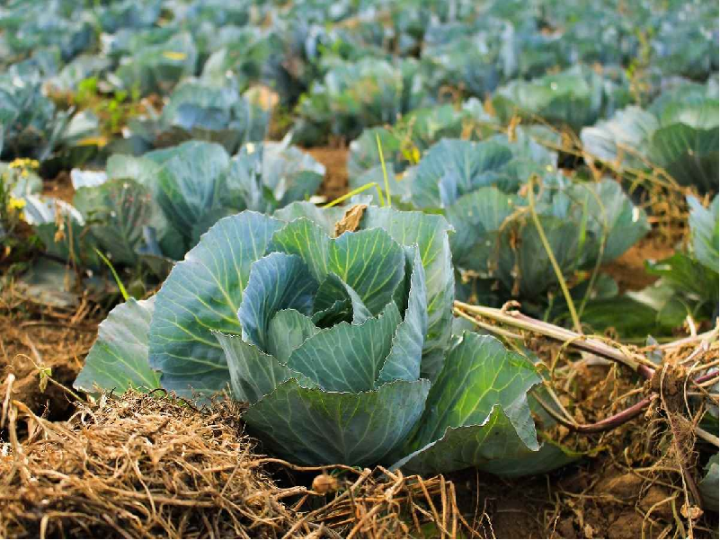 Cabbage Seeds badha kopi 50+ psc seeds