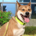 KOOWIN Dog Collar Glowing Pet Collar Adjustable Safety Pet Collars Waterproof with 3 Light Modes. 