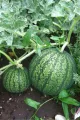 Watermelon Seed - 05/10/15 pcs F1 Hybrid All Season Seed - বারমাসি তরমুজের বীজ সবুজ রঙ. 