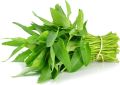 Hybrid Organic Kangkong Water Spinach Seeds (কলমী শাক বীজ) - 50 Pcs Seeds.