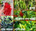 Top Selling 5 Type Hot Chili Seeds COMBO Offer. 