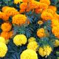 গাদা ফুল/ Marigold  Seed - 15/30 pcs - Mixed Color Hybrid - গাদা ফুলের বীজ মিক্সড কালার হাইব্রিড বীজ. 