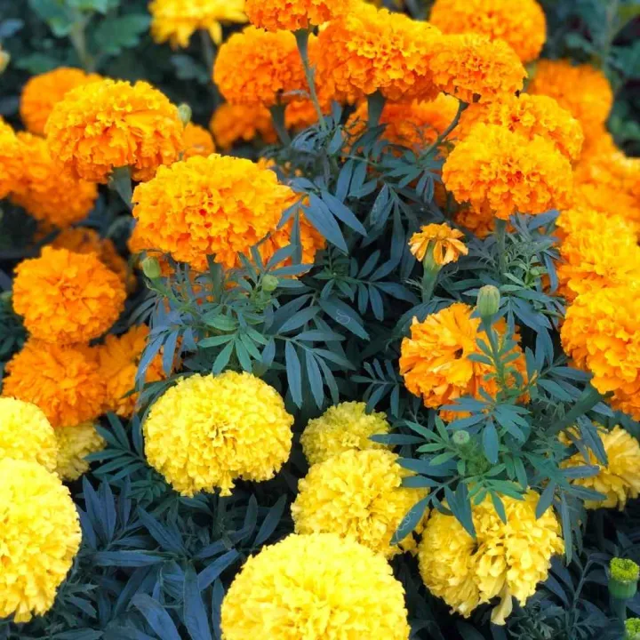 %E0%A6%97%E0%A6%BE%E0%A6%A6%E0%A6%BE%20%E0%A6%AB%E0%A7%81%E0%A6%B2/%20Marigold%20%20Seed%20-%2015/30%20pcs%20-%20Mixed%20Color%20Hybrid%20-%20%E0%A6%97%E0%A6%BE%E0%A6%A6%E0%A6%BE%20%E0%A6%AB%E0%A7%81%E0%A6%B2%E0%A7%87%E0%A6%B0%20%E0%A6%AC%E0%A7%80%E0%A6%9C%20%E0%A6%AE%E0%A6%BF%E0%A6%95%E0%A7%8D%E0%A6%B8%E0%A6%A1%20%E0%A6%95%E0%A6%BE%E0%A6%B2%E0%A6%BE%E0%A6%B0%20%E0%A6%B9%E0%A6%BE%E0%A6%87%E0%A6%AC%E0%A7%8D%E0%A6%B0%E0%A6%BF%E0%A6%A1%20%E0%A6%AC%E0%A7%80%E0%A6%9C%20-%20Image%205
