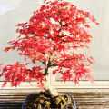 15pcs Canada Mini Red Maple Bonsai Garden Maple Tree Seeds.