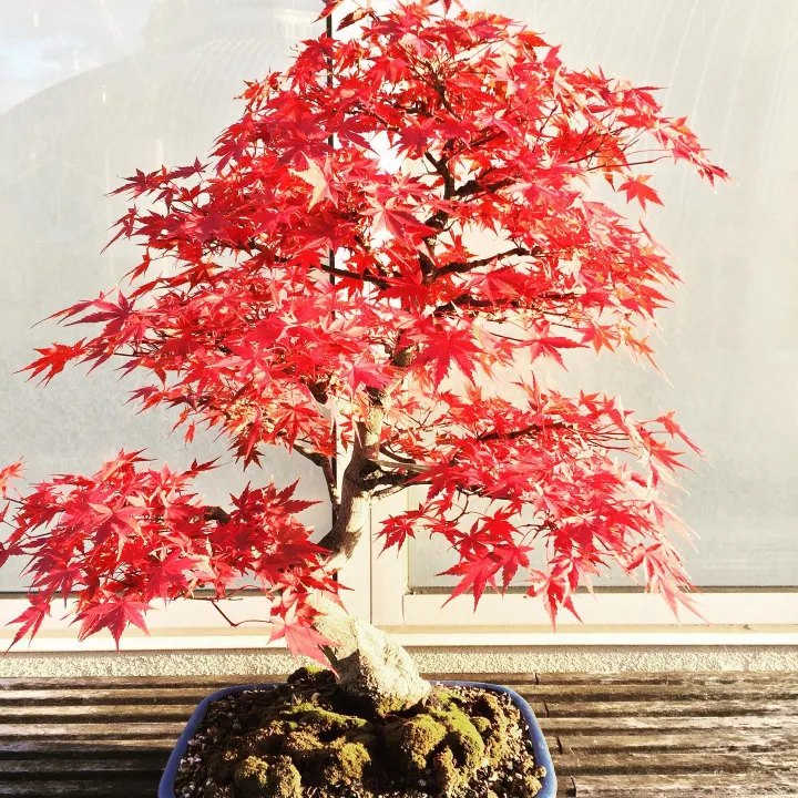 15pcs%20Canada%20Mini%20Red%20Maple%20Bonsai%20Garden%20Maple%20Tree%20Seeds%20-%20Image%203