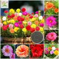 Global Mix 10 Colour Portulaca/moss rose  Flower 50 pcs Seeds. 
