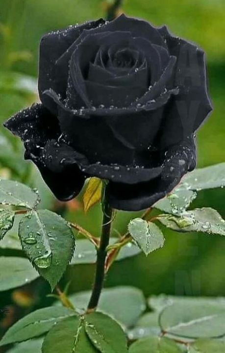 25%20Pcs%20Black%20Colour%20Roses%20Flower%20SeedS-%2025%20Pcs%20Seeds%20-%20Image%202