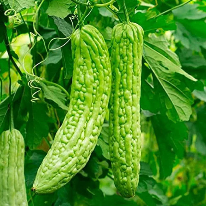 Giant size about 500gram bitter gourd 10 seeds F1 hybrid