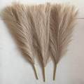 3Pcs Dried Pampas Grass Flower Arrangement Phragmites Reed Flower for Wedding Farmhouse Decor. 