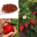 Hybrid Bari Red Strawberry -হাইব্রিড স্ট্রবেরি Imported Global Seeds - 25 Pcs Seeds Hybrid China /seeds/seed/bij. 