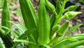 ঢেড়স বীজ - 35+ pcs Hybrid Okra/Dheros Seed For All Season পিস বীজ হাইব্রিড জাত বারোমাসি. 
